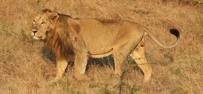 Gir Forest
