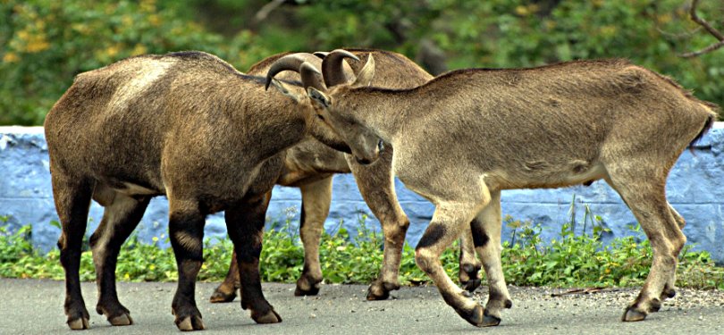 Nilgiri thar at munnar 
