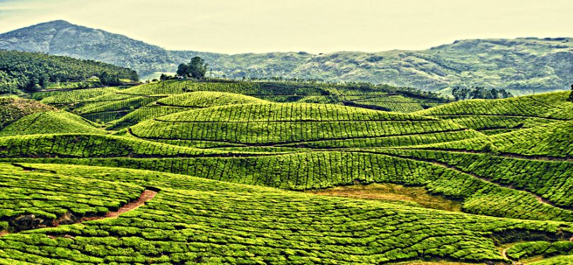 Tea Garden