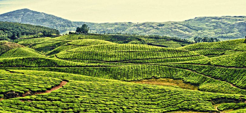 Tea Garden