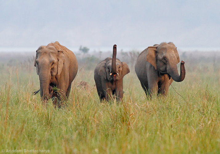Corbett Corbett