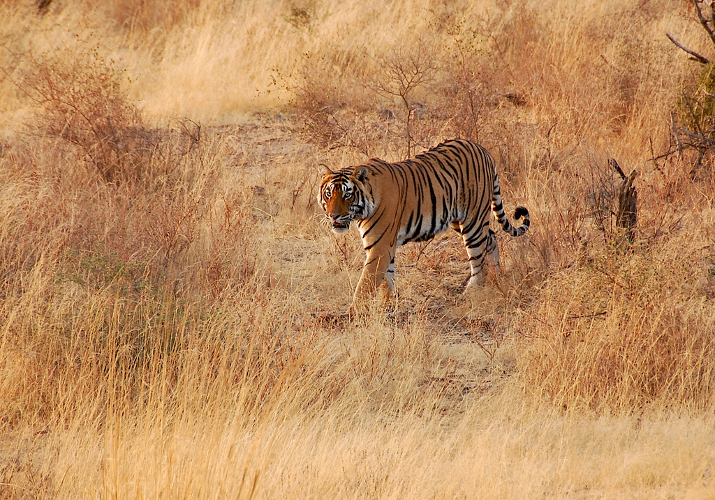 Ranthambore Ranthambore