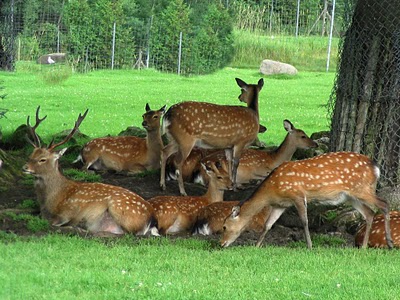 Deer Park Almora Deer Park Almora