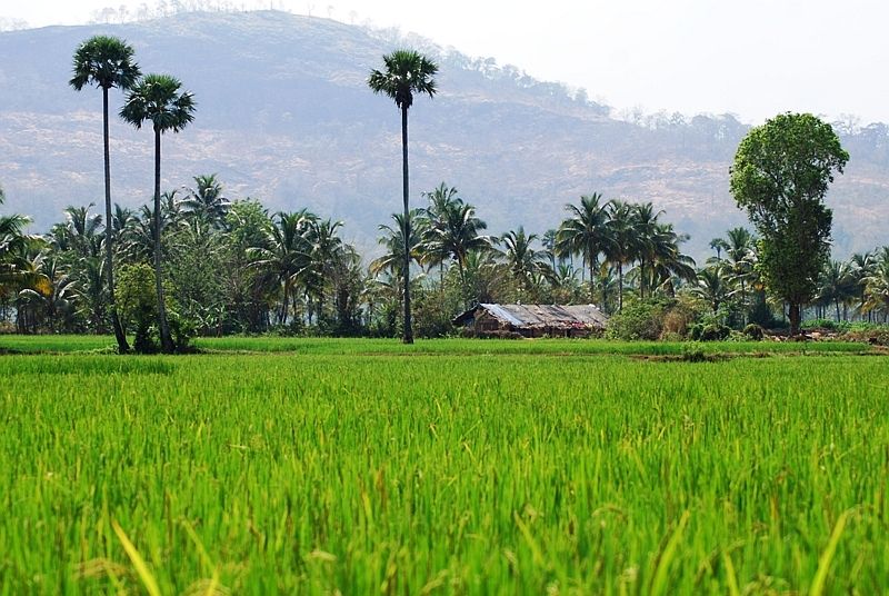 Palakkad Paddy Field