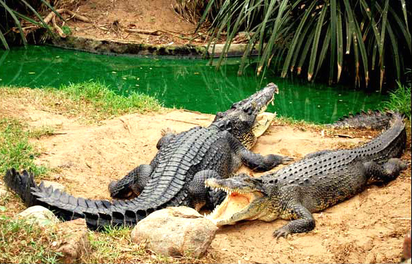 Crocodile Bank Mahabalipuram Crocodile Bank