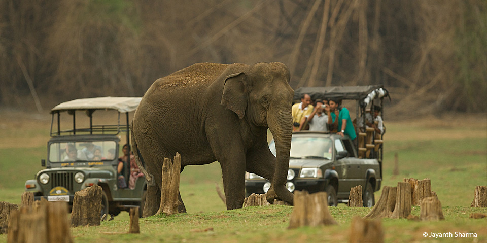 Jeep Safari in Kabini Jeep Safari in Kabini