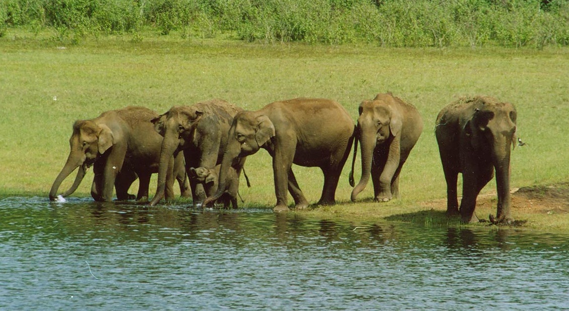 Herd of elephants at Periyar wildlife Sanctuary Herd of elephants at Periyar wildlife Sanctuary